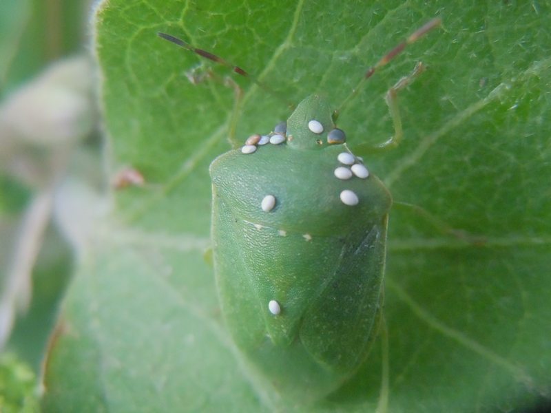 Pentatomidae: Nezara viridula di Arzachena (OT)
